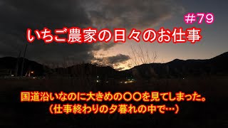 ＃７９　いちご農家の日々のお仕事　国道沿いなのに大きめの○○をみてしまった。（仕事終わりの夕暮れの中で…）