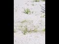 شاب لابس لبس الخضرة فى الارض young man wearing green clothes on the ground