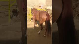 Horse 🐴🐴🐴 nayab wachere swabi #youtubeshortvedio #shortvedio