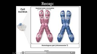 BIO101 Online | Chapter 11: Genetics (Part 1 of 2)