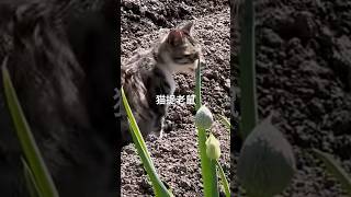 中华田园猫捉田鼠了 #可爱猫咪 #cat #funnycat #funny #animalcat #animal