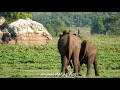 Elephants Mating getting wild