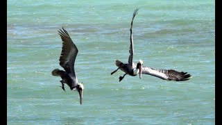 Brown Pelicans catching fish