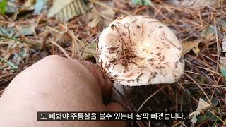 1099편, 홀로 발생한 식용버섯 조각무당버섯