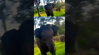 തലനാരിഴക്ക് രക്ഷപെടൽ - ആനയുടെ ആക്രമണം -ജീപ്പ് കുഴിയിൽ വീണു #shorts @MTIKarikkaden