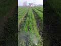 गन्ना और गेहूं एक साथ trench wheat sugercane