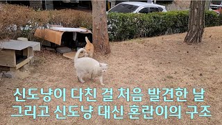 신도냥이 다친 걸 처음 발견한 날 그리고 신도냥 대신 혼란이의 구조