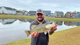 FALL Bass Fishing in South Carolina! #multispecies #thesouth #lowcountry