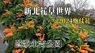 2024炮仗花｜鶯歌永吉公園｜新北花草世界 @ H.Y.