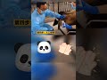 panda 熊猫 我们一起涨知识，熊猫人工受精。