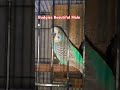 budgies beautiful male birds budgies budgiecolony samarbirdstips shortsfeed