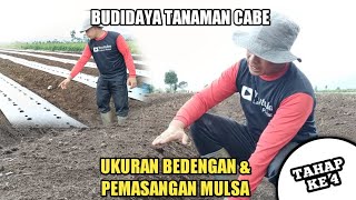 TAHAP KE 4 UKURAN BEDENGAN DAN PEMASANGAN MULSA