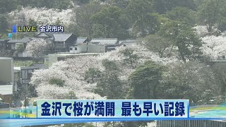 金沢で桜が満開 最も早い記録 2021.3.29放送