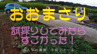 初めての落花生「おおまさり」を試し採りしたらビックリ！！思った以上に実がついていました。嬉しい～