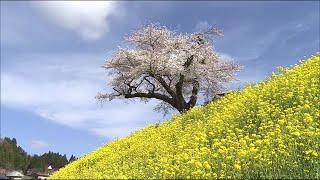 ＜ふくしま桜紀行＞　田村市・小沢の桜　2021年4月8日撮影 (21/04/09 13:00)