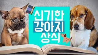 [강아지 상식] 신기한 강아지 상식 I 펫을부탁해