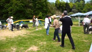 オールドイングリッシュシープドッグオフ会始まり～　2012.5.14