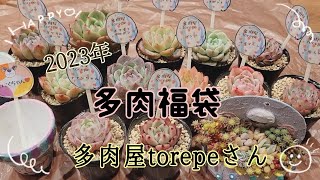 【多肉植物】【福袋】2023年torepeさんの福袋を開封しました！