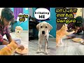 Fayas is irritating Labrador ll lucky||மாப்புலா எனக்கு கொஞ்சம்||funny dog videos [Tamil ] #labrador