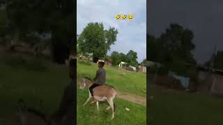 गधे के साथ मजाक करना पडा भारी😂funny video🤣#shorts #viral #funny #donkey