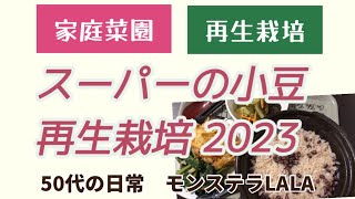 【再生栽培】スーパーの小豆から小豆を収穫して小豆ご飯にする/家庭菜園