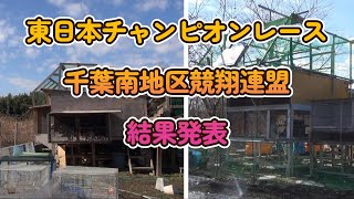 日本鳩レース協会2023年春東日本チャンピオンレース（1000kレース）千葉南連盟結果。プカラスロフト＆不知火ロフト。