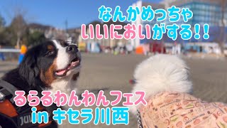 【犬とイベント】るらるわんわんフェスに行ってみたら、バーニーズマウンテンドッグの笑さん　大はしゃぎ！【Bernese Mountain Dog】【Great Pyrenees】