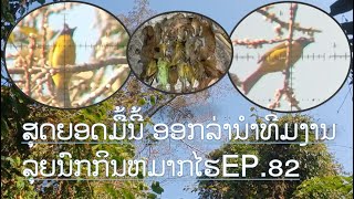 EP.82 | ສຸດຍອດ ມື້ນີ້ມາຍິງນົກກິນຫມາກໄຮນຳທີມງານ