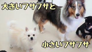 ふさふさシェルティと、ふさふさポメラニアン 【ひみつきちなう！①】2018年11月15日