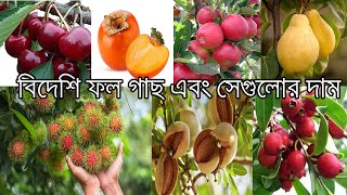 বিদেশি ফল গাছের দাম || আপেল, আনার, পারসিমন,চেরী, নাশপাতি,লংগান,আখরোট বাদাম,কাঠবাদাম,এপ্রিকট ইত্যাদি।