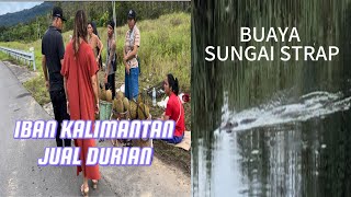 Beli Durian Dari Jiran Sebelah (BUGAU) Di Pekan Lacau //  Rezeki Nampak Buaya Di Sungai Strap