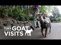 Welcome to Tiny Goat Visits