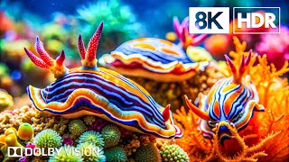 Rare Ocean Species in 8K HDR | Dolby Vision™