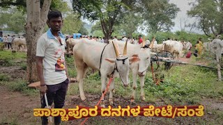 Pachapur bulls market|| pachapur cattle market #buffellomarket #bullsmarket #oxen #buffellomarket