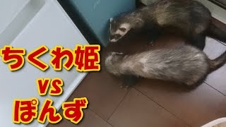 フェレットの喧嘩（鳴き声あり）【5Ferret1Cat】Quarrel of ferret【Cute dogs and cats】