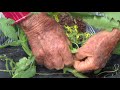 determinate and indeterminate tomatoes ep 22