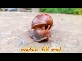 how do snail walk rare video শামুক কিভাবে চলে দেখুন ভালো লাগবে