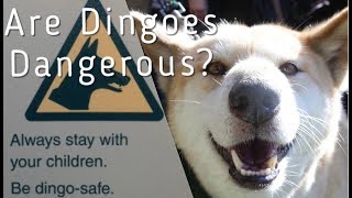 Are Dingoes Dangerous?