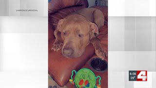 Missing Lincoln County dog found 20 miles away with gunshot wound