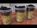 how to grow bean sprouts in plastic cups