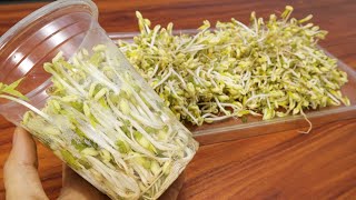 How To Grow Bean Sprouts In Plastic Cups