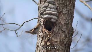 [4K] 早春の戸隠の野鳥たち 2017