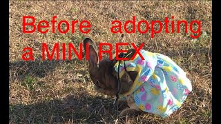 BEFORE ADOPTING A MINI REX RABBIT