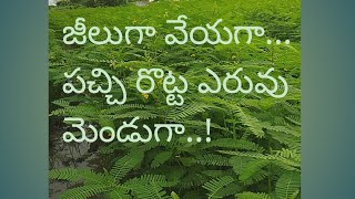 వరిపొలంలో జీలుగా సాగు చేస్తే పచ్చిరొట్ట యెరువు మెండుగా లబిస్తుంది | షుగర్లేలెస్ వరి