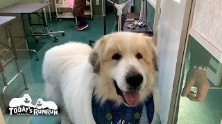 シャンプーへ行きフワフワ\u0026モフモフMaxのアランです　Great Pyrenees　グレートピレニーズ