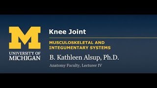 Joints: Knee Joint