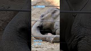 アジアゾウ スーリヤの寝顔 in 上野動物園