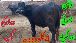 پیورنیلی کی بھینسں برائے فروخت#Nili Rave Buffalos for sale in punjab on YouTube sale،03065110914