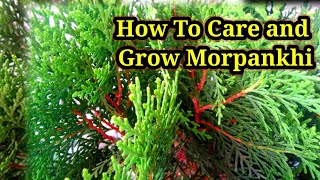 मोरपंखी को कैसे लगाएं || मोरपंखी की देखभाल || How To Grow And Care Thuja ||