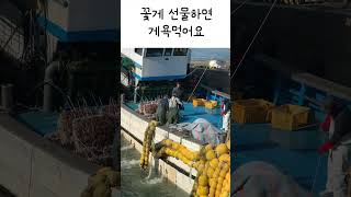 서해안 햇꽃게 지금 엄청 싸요 싸다구 선물하면 욕먹어요. 선물용 꽃게는 이때준비하세요